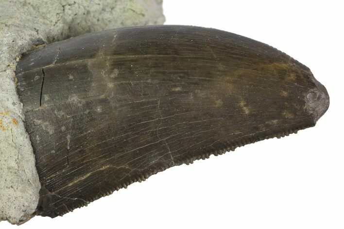 Serrated, Allosaurus Tooth In Sandstone - Colorado #173065